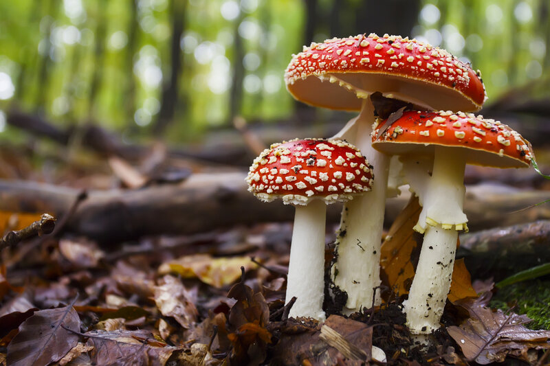 mantar zehirlenmesi nedir