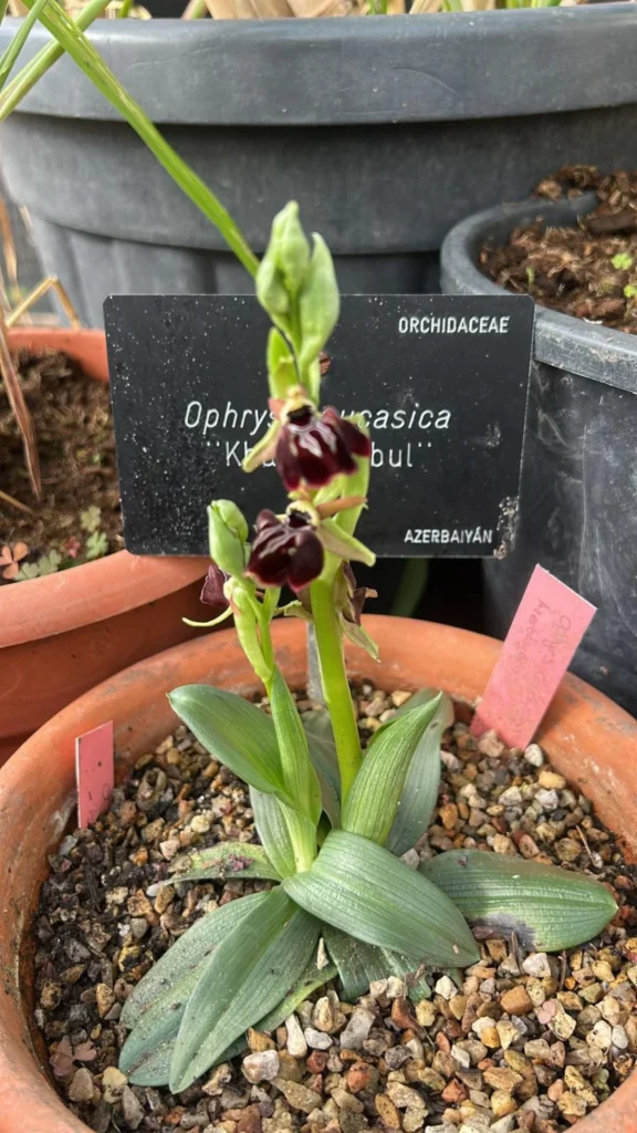 stowEqlAFmrDpRZvGeLYCswIoOFFiXvFXq