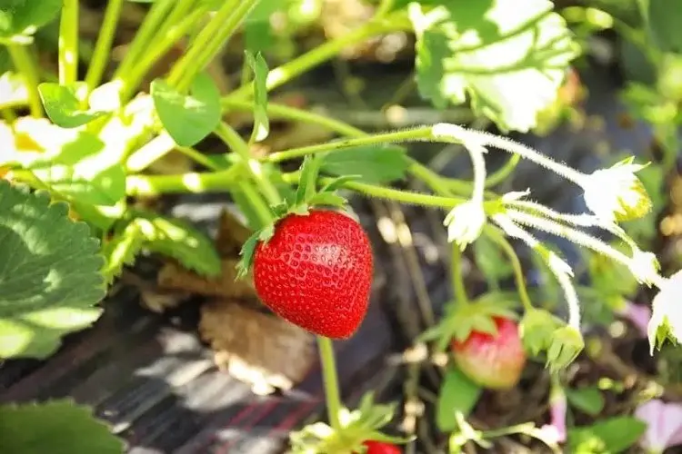 rules for autumn care after harvesting strawberries