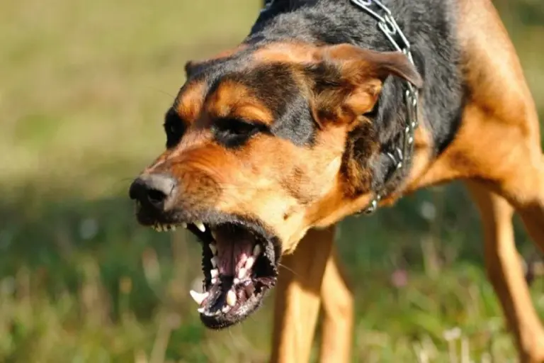 SaRWlaLUrDOdkGMOaZWBfTigBWanvXnKN