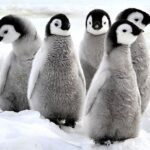 emperor penguin facts chicks