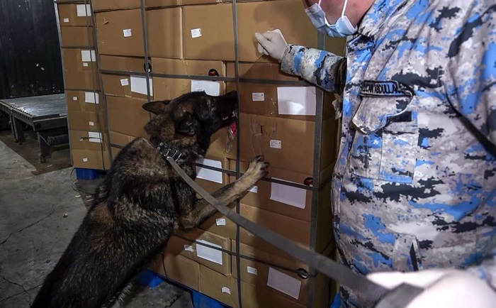 narkotik meyve qurusu