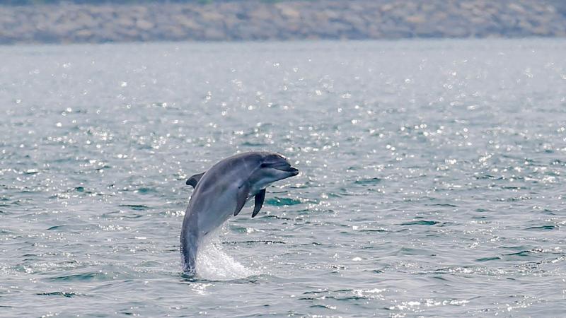 Delfin