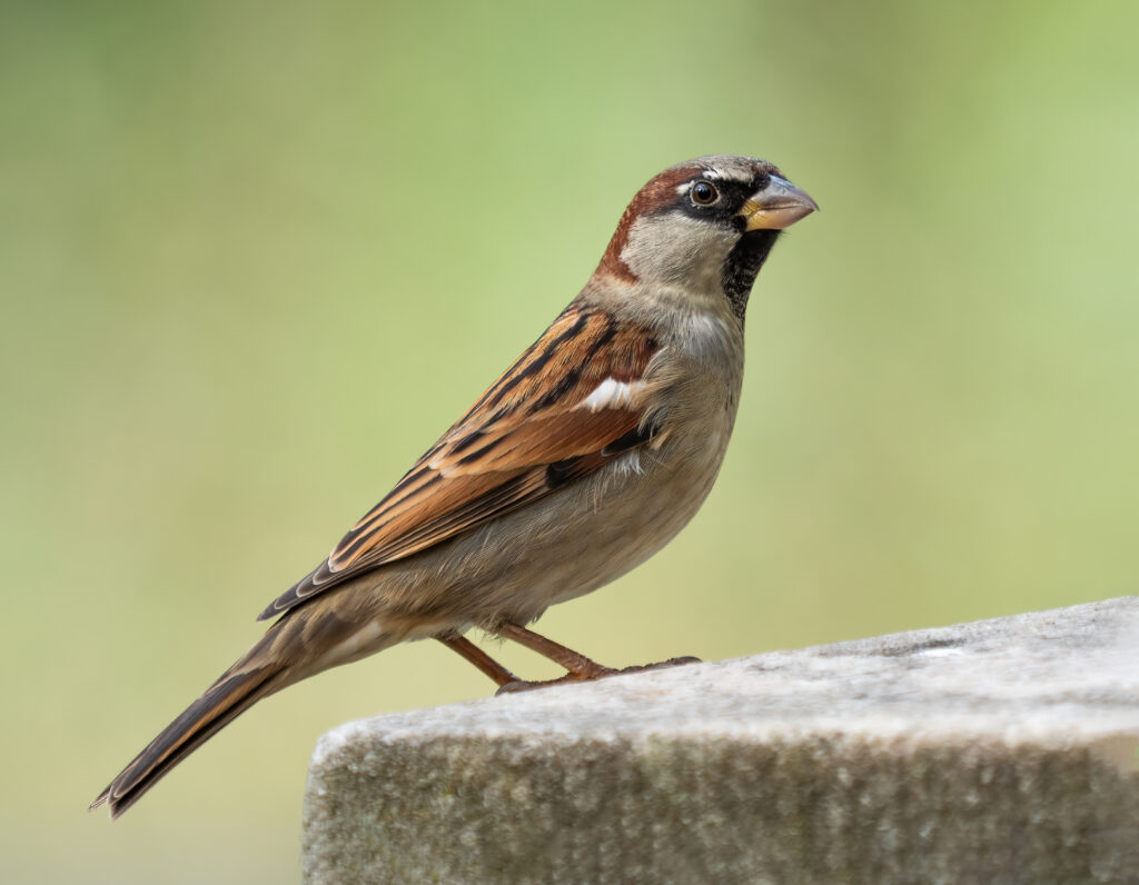 House sparrow male in Prospect Park ()
