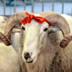 qurbanliq qoyun