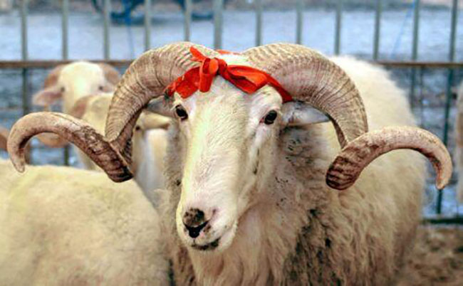 qurbanliq qoyun