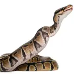 snake