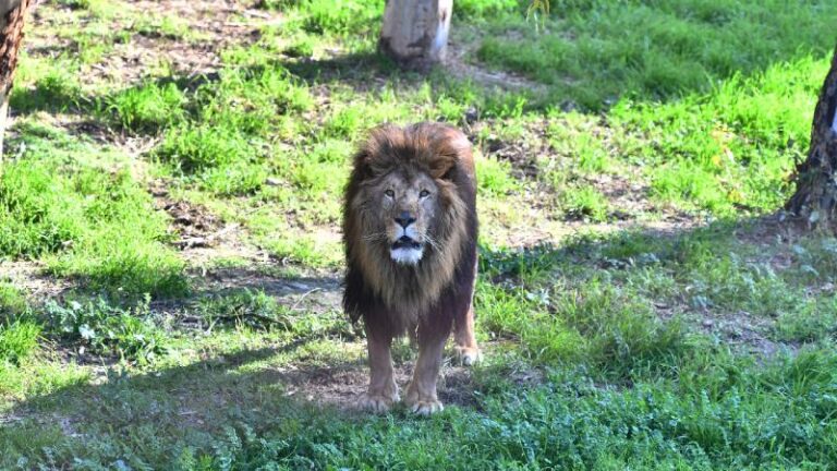 Aslan