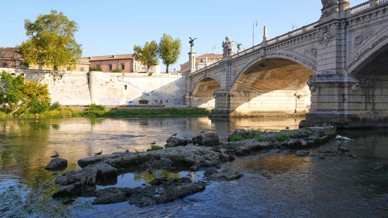 Tiber korpu